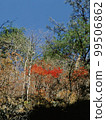 南牧村的紅葉 Part 20 99506862