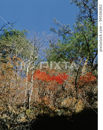 南牧村的紅葉 Part 20 南牧村的紅葉 Part 20 99506862