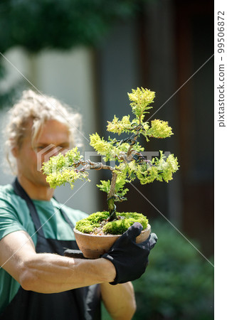 Focus on a bonsai tree. Blonde caucasian man planting flowers in pot with garden tools. Man wearing green t-shirt and black apron. Focus on a bonsai tree. Blonde caucasian man planting flowers in pot with garden tools. Man wearing green t-shirt and black apron. 99506872