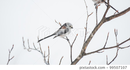 Long-tailed tit of Akan-gun Long-tailed tit of Akan-gun 99507107