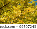 A yellow ginkgo tree that shines in the clear blue sky 99507243