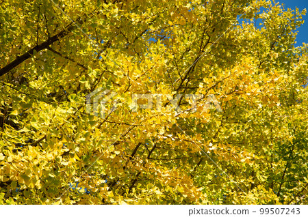 A yellow ginkgo tree that shines in the clear blue sky 99507243