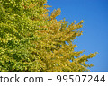 A yellow ginkgo tree that shines in the clear blue sky 99507244