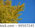 A yellow ginkgo tree that shines in the clear blue sky 99507245