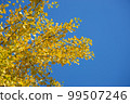 A yellow ginkgo tree that shines in the clear blue sky 99507246