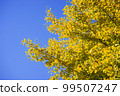 A yellow ginkgo tree that shines in the clear blue sky 99507247