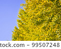 A yellow ginkgo tree that shines in the clear blue sky 99507248