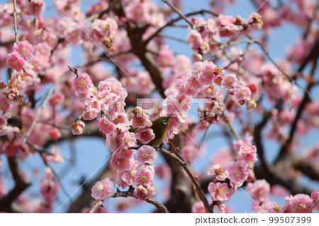 White-eye secretly sucking nectar in the shade of plum blossoms White-eye secretly sucking nectar in the shade of plum blossoms 99507399