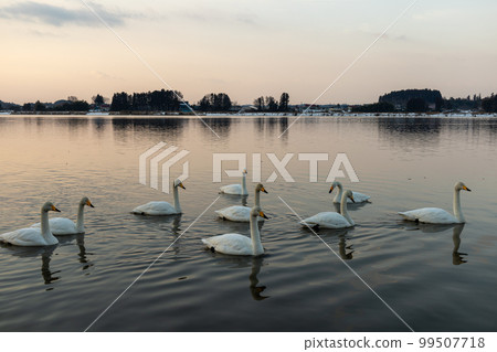 Swan and sunset 99507718