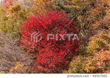 Unzen Nita Pass Fall foliage scenery "The most beautiful autumn foliage scenery under a clear sky" Nagasaki Prefecture Unzen Nita Pass foliage scenery famous for tourist attractions 99507982