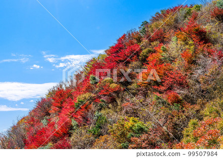 雲仙二田峠紅葉風景 「晴空下最美的紅葉風景」 長崎縣 雲仙二田峠紅葉風景著名的旅遊景點 雲仙二田峠紅葉風景 「晴空下最美的紅葉風景」 長崎縣 雲仙二田峠紅葉風景著名的旅遊景點 99507984