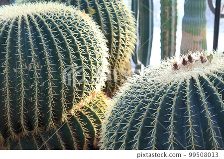 Kinsha or Cactus 99508013