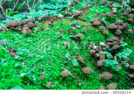 Moss and mushrooms growing on a fallen tree near Sarutsubo Falls 2 Shinonsen-cho, Mikata-gun, Hyogo Prefecture 99508214