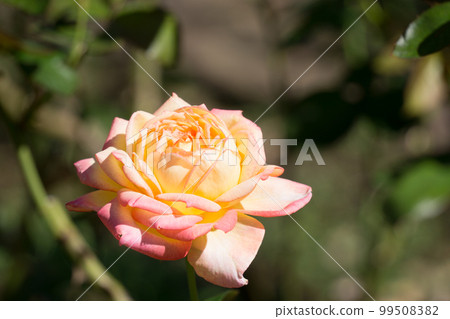 One pink rose 20 One pink rose 20 99508382
