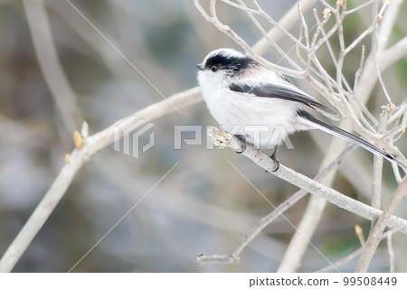 長尾山雀出現在冬季公園 99508449