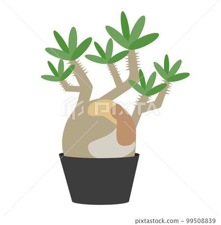 塊莖植物 Pachypodium gracilis 的插圖 99508839