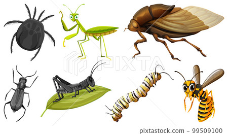 Set of different kinds of insects Set of different kinds of insects 99509100