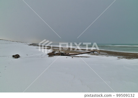 winter sea driftwood winter sea driftwood 99509132