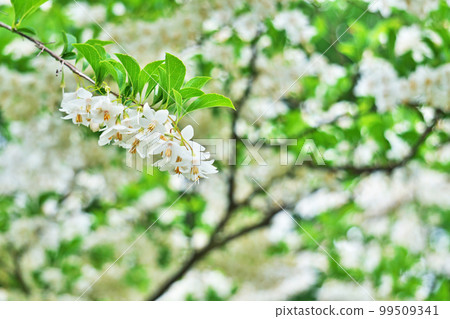 Many white styrax flowers in bloom (spring, May) 99509341