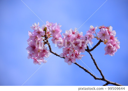  Cherry blossoms and blue sky 99509644
