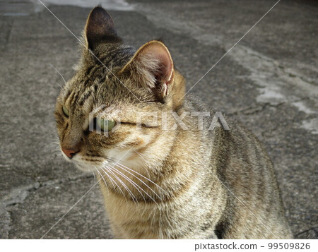 世界文化遺產熊本縣天草市川浦町咲津村的友善貓 99509826