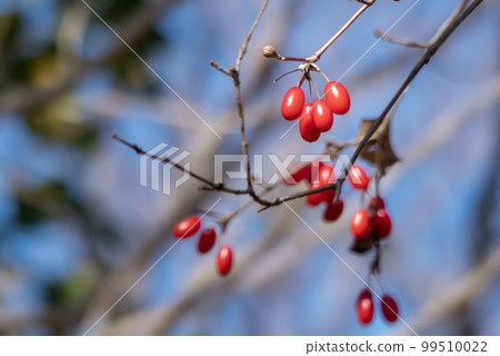 Red tree nuts in the park Sanche nuts Red tree nuts in the park Sanche nuts 99510022