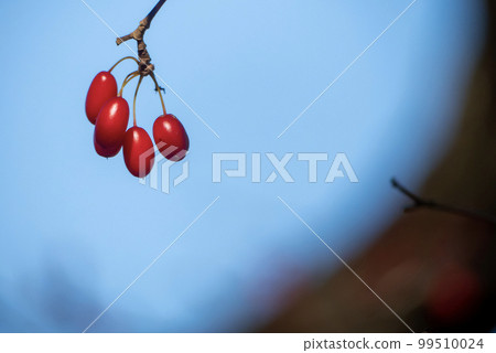 Red tree nuts in the park Sanche nuts Red tree nuts in the park Sanche nuts 99510024