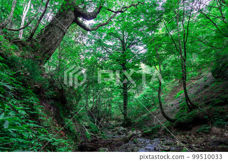 The mountain stream of the Kishida River flowing from Sarutsubo Falls in early autumn 3 Shinonsen-cho, Mikata-gun, Hyogo Prefecture 99510033