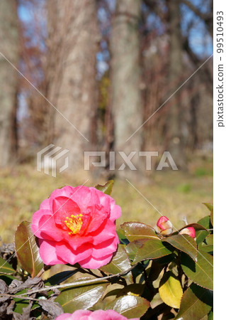 Camellia-like flower pink sasanqua 2 Camellia-like flower pink sasanqua 2 99510493
