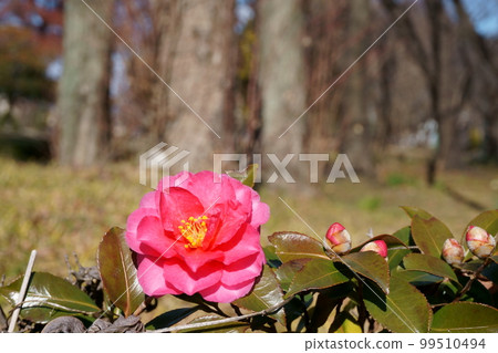 Camellia-like flower pink sasanqua 1 99510494