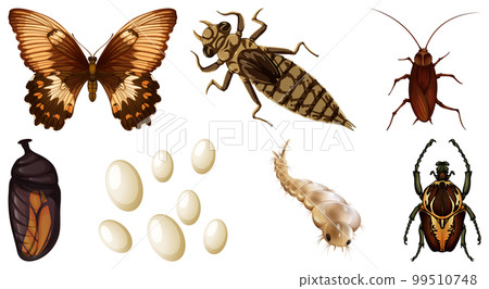 Collection of different insects vector 99510748