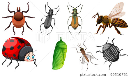 Set of different kinds of insects 99510761
