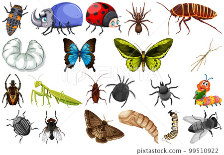 Different kinds of insects collection Different kinds of insects collection 99510922