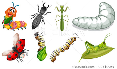 Collection of different insects vector Collection of different insects vector 99510965