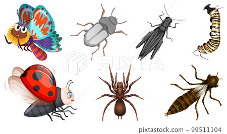 Set of different kinds of insects Set of different kinds of insects 99511104