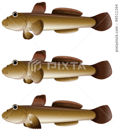 Mudskipper cartoon on white background Mudskipper cartoon on white background 99511164