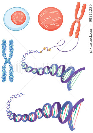 Cell structure chromosome histone and DNA 99511229