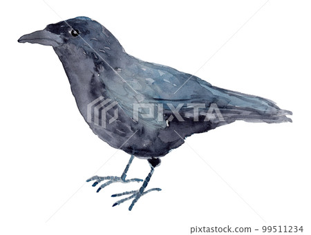 Crow watercolor illustration 99511234