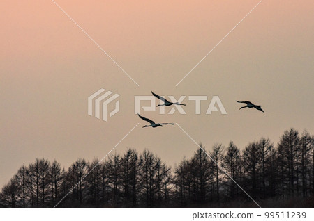red-crowned crane is flying 99511239