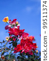 Blue sky and rose 99511374