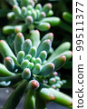 Succulent plants 99511377