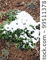 Plants with snow 99511378