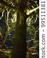 Night's street tree 99511381