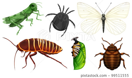 Set of different kinds of insects Set of different kinds of insects 99511555