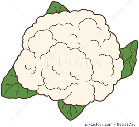 cauliflower cauliflower 99511756