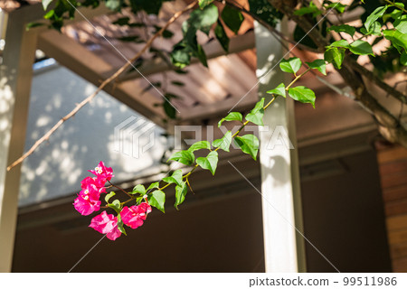 Red bougainvillea illuminated by morning light in Okinawa Red bougainvillea illuminated by morning light in Okinawa 99511986