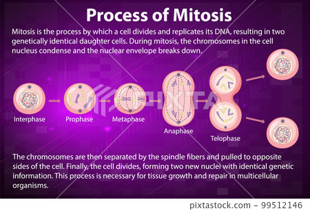 Process of mitosis phases with explanations Process of mitosis phases with explanations 99512146