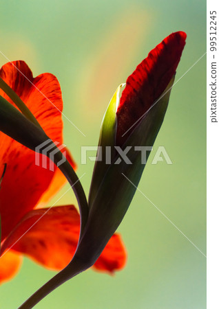 Close up of a red lily flower with green leaves in the background Close up of a red lily flower with green leaves in the background 99512245