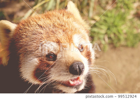Lesser panda Lesser panda 99512924