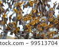 Witch hazel flower 99513704